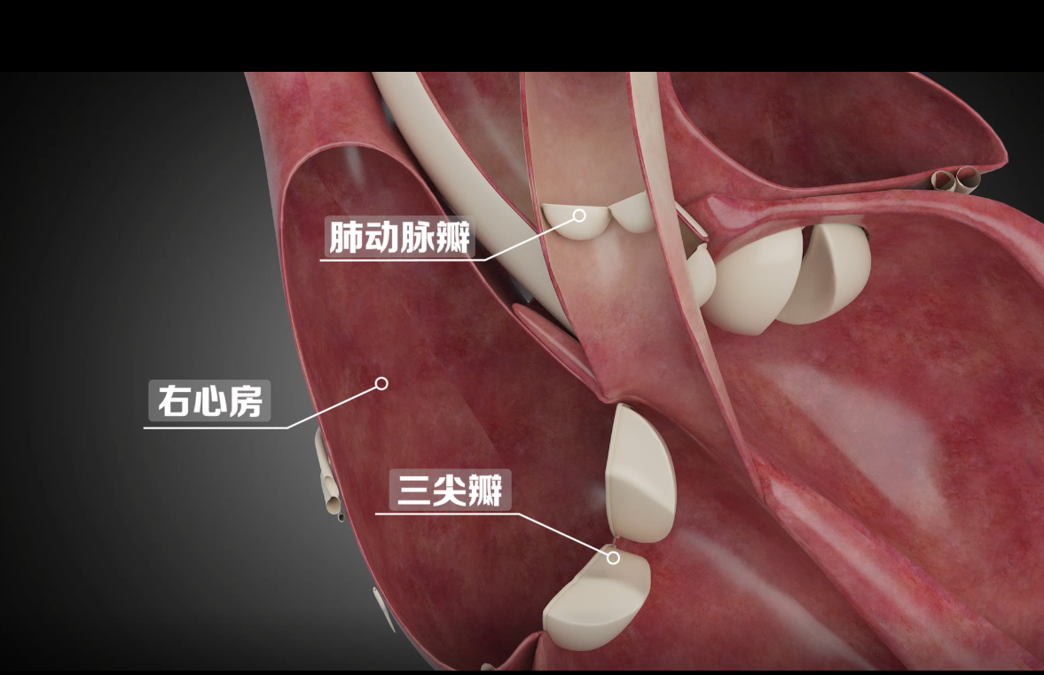 心脏泵血过程