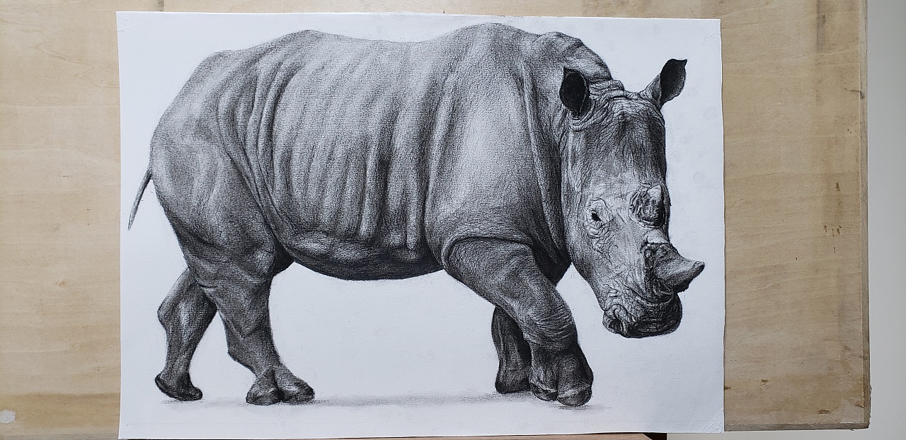 炭笔素描-犀牛