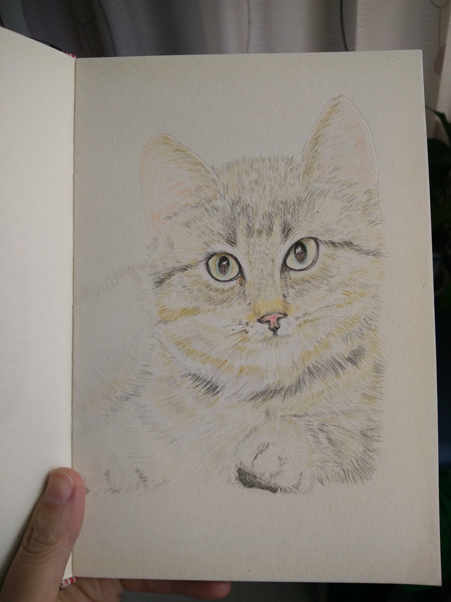 猫|绘画习作|插画|HOB80 - 原创设计作品 - 站酷