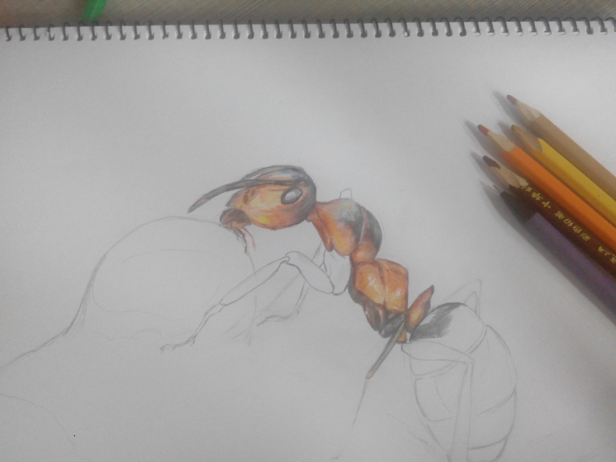 蚂蚁牙黑|绘画习作|插画|白胡子大叔 - 原创设计