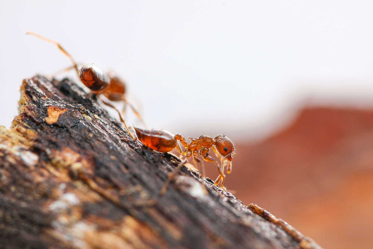 微距（蚂蚁虫虫）|摄影|生态|老虎仔 - 原创作品 - 站酷 (ZCOOL)