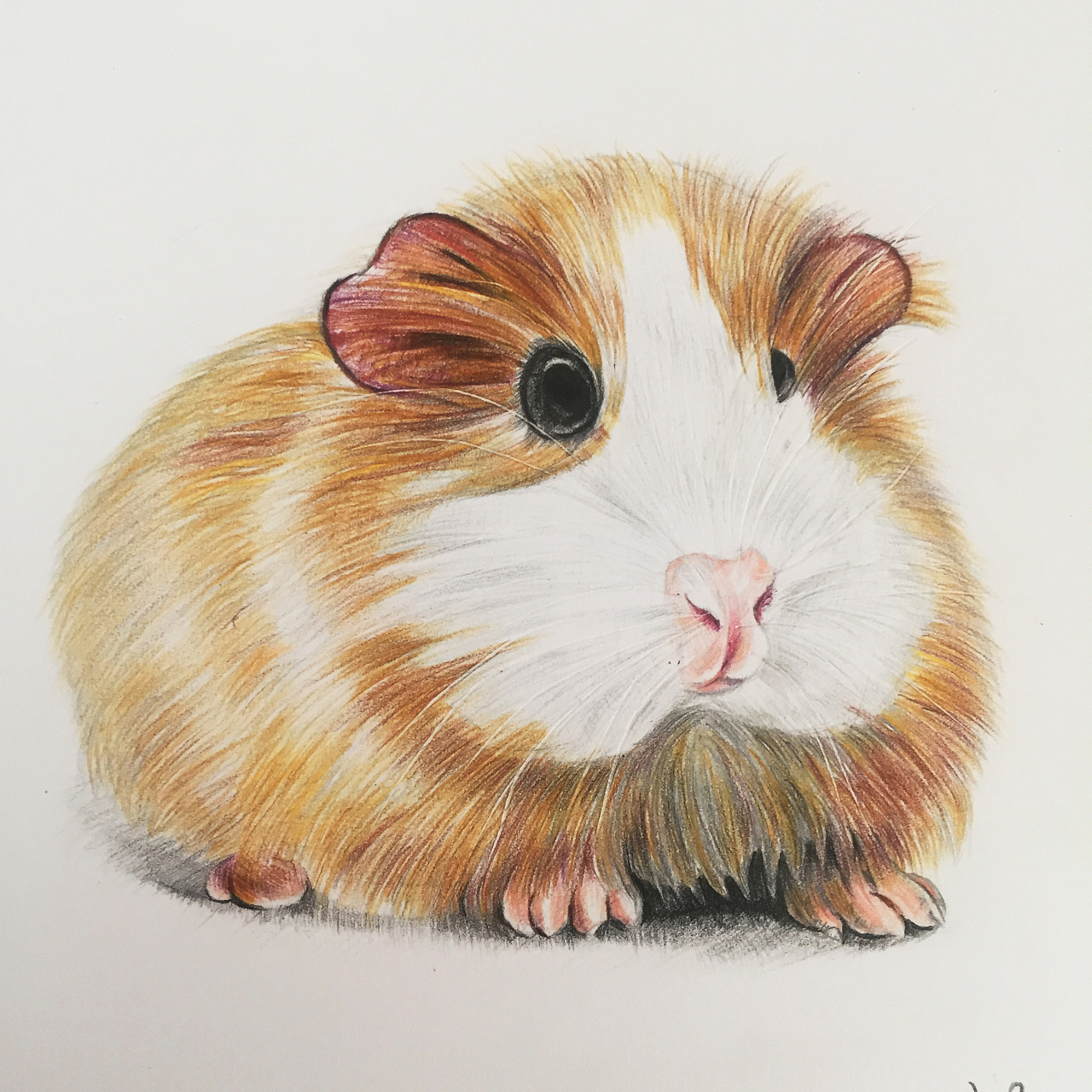 手绘彩铅动物系列|插画|涂鸦\/潮流|儒雅的洛洛 - 原创作品 - 站酷 (ZCOOL)