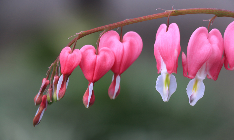 花中之王-牡丹|风光|摄影|梦影回眸 - 原创设计作品 - 站酷 (ZCOOL)