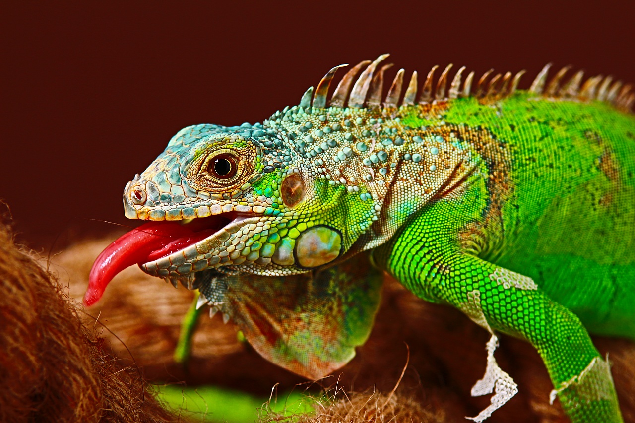 绿色树栖蜥蜴，2019，动物，高清，照片预览 | 10wallpaper.com