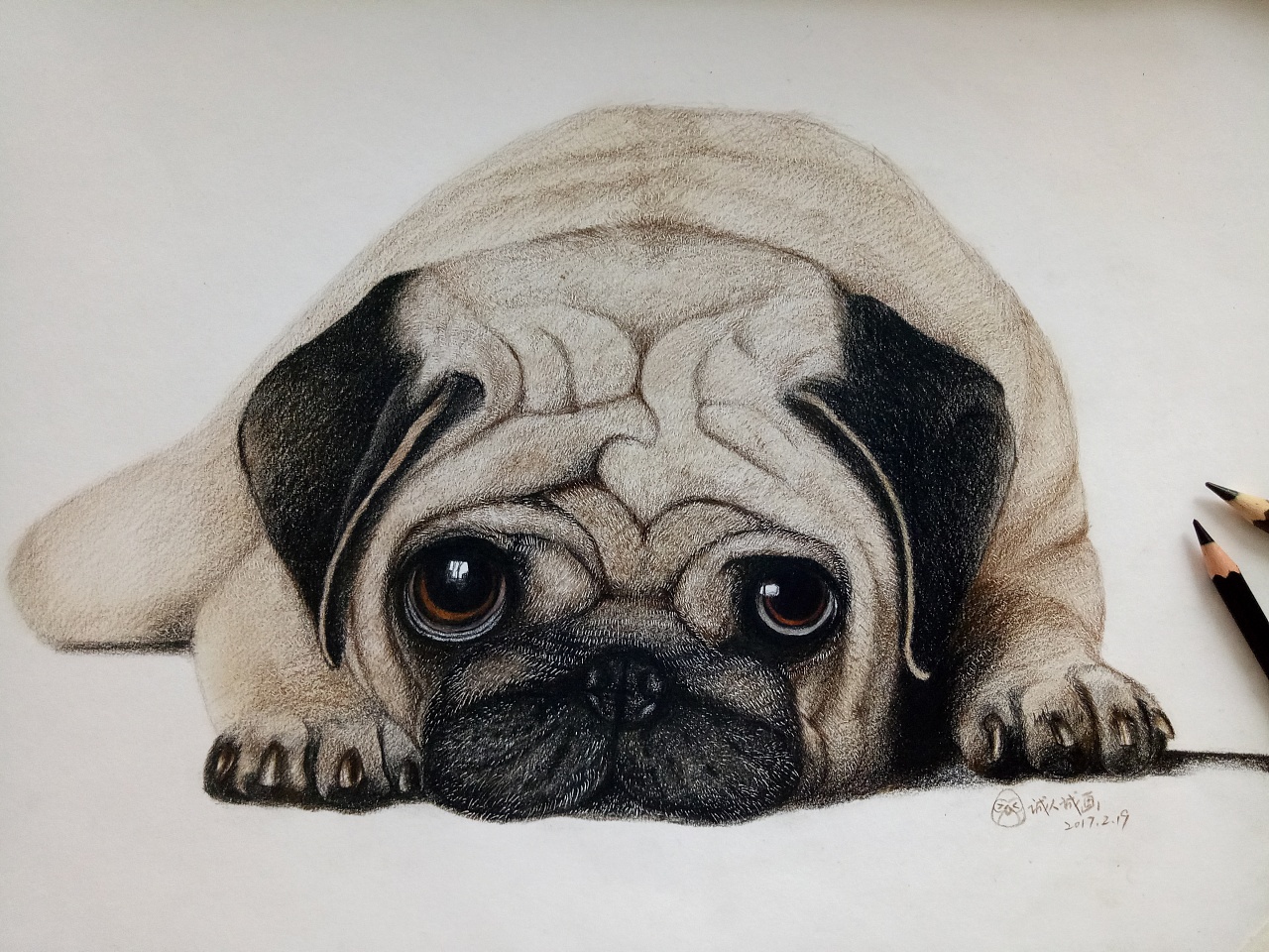 《彩铅手绘--沙皮狗》|插画|其他插画|诚人诚画 - 原创作品 - 站酷 (ZCOOL)