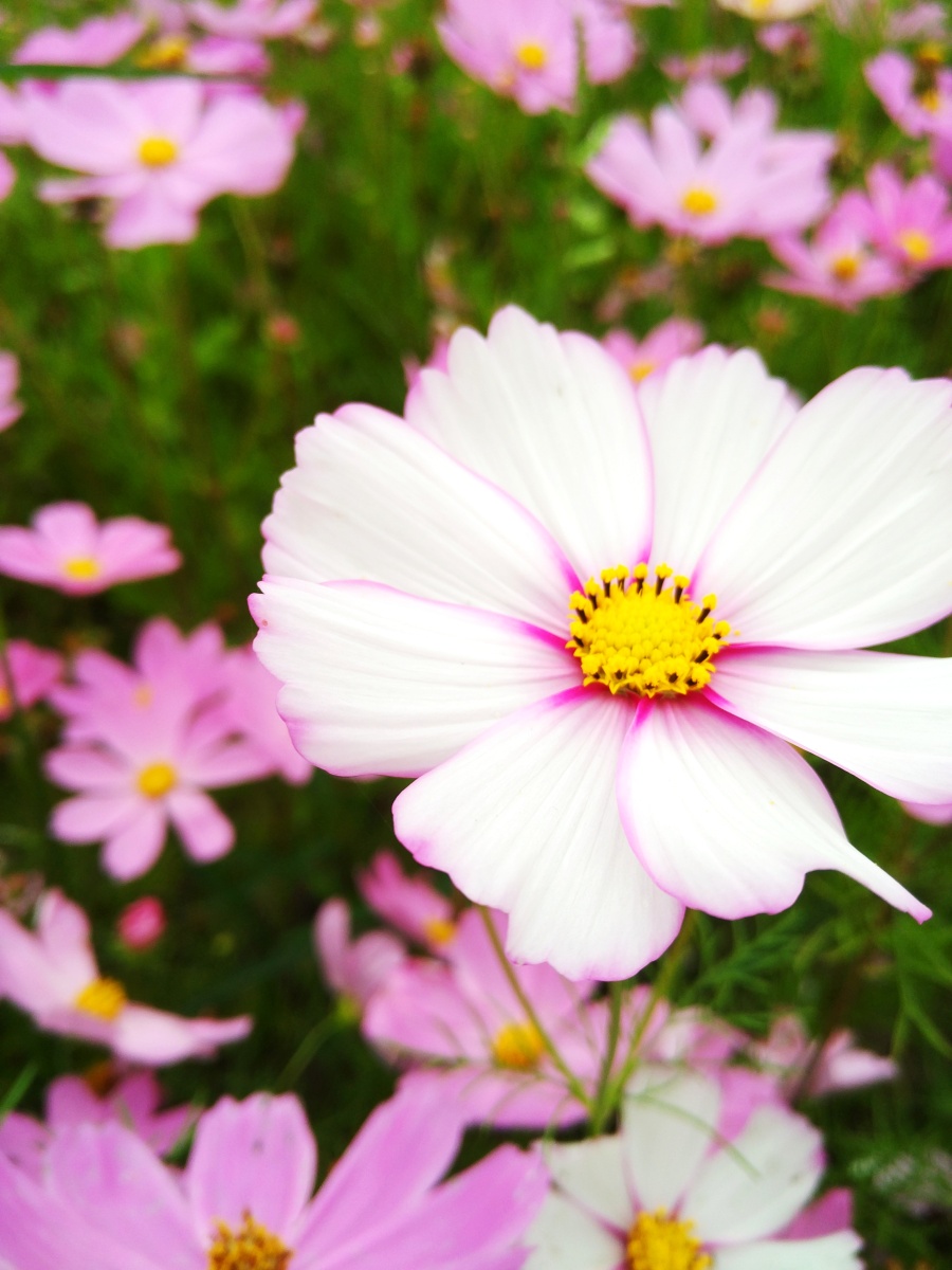 花影|静物|摄影|麟鹤轩 - 原创设计作品 - 站酷 (Z