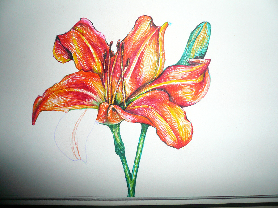 一朵写实的花而已~用特细的水彩笔画的,随便涂