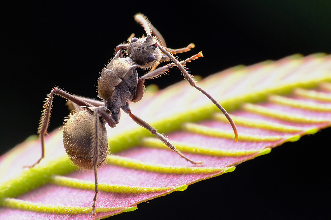 和朋友们一起啊,夜拍遇到一些蚂蚁/记录大自然中的适者生存,其实蚂蚁