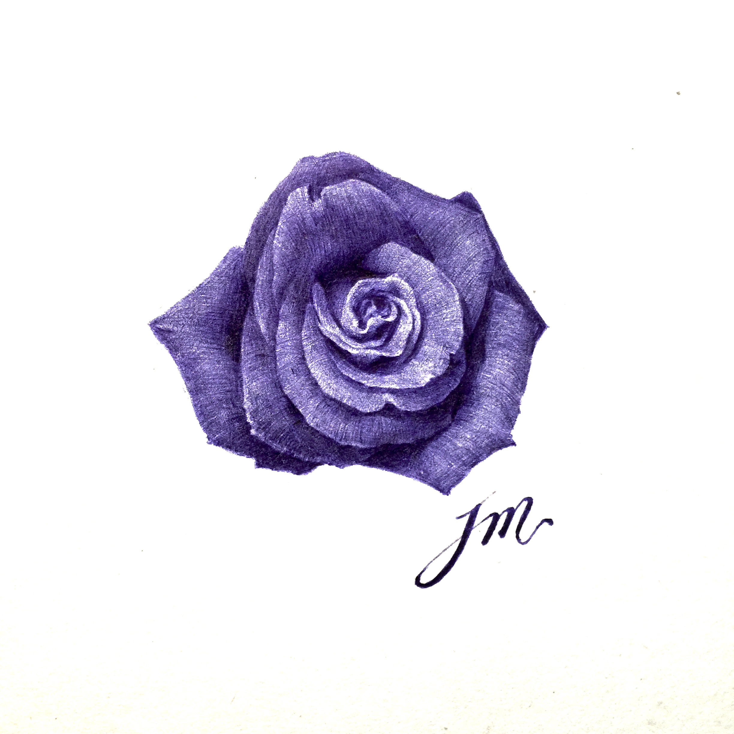 紫色的红玫瑰