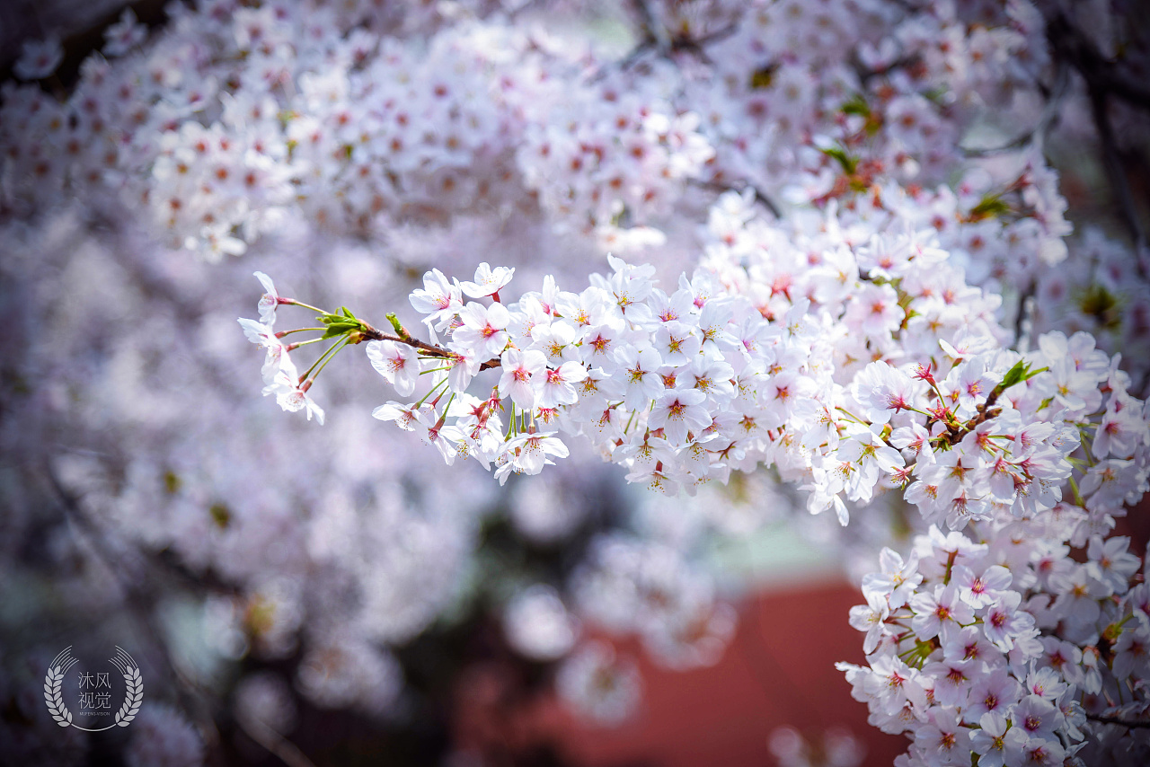 青岛樱花风光摄影