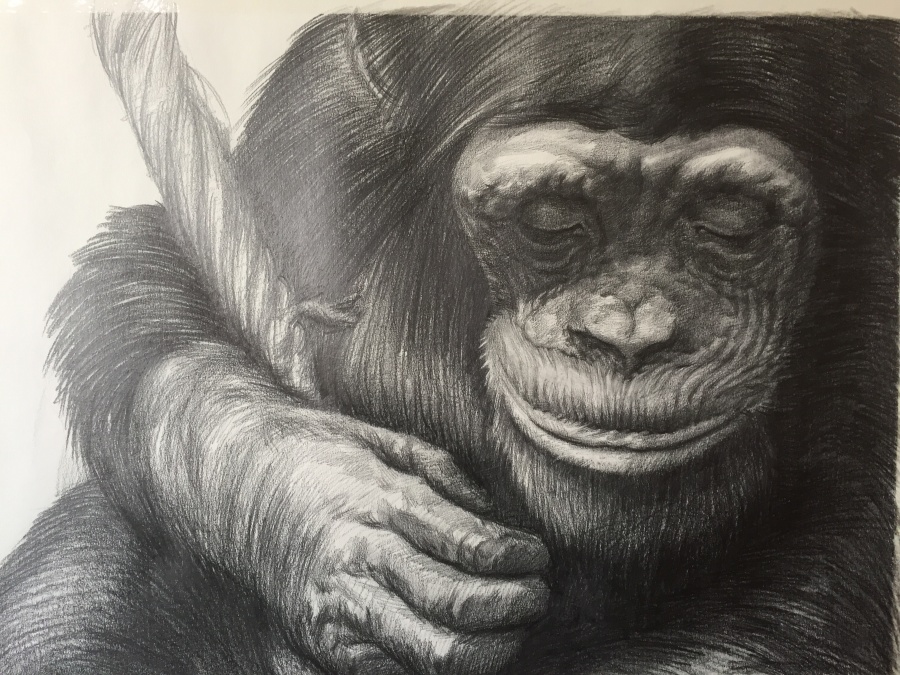 大猩猩步骤|素描|纯艺术|兔子白夜 - 原创设计作