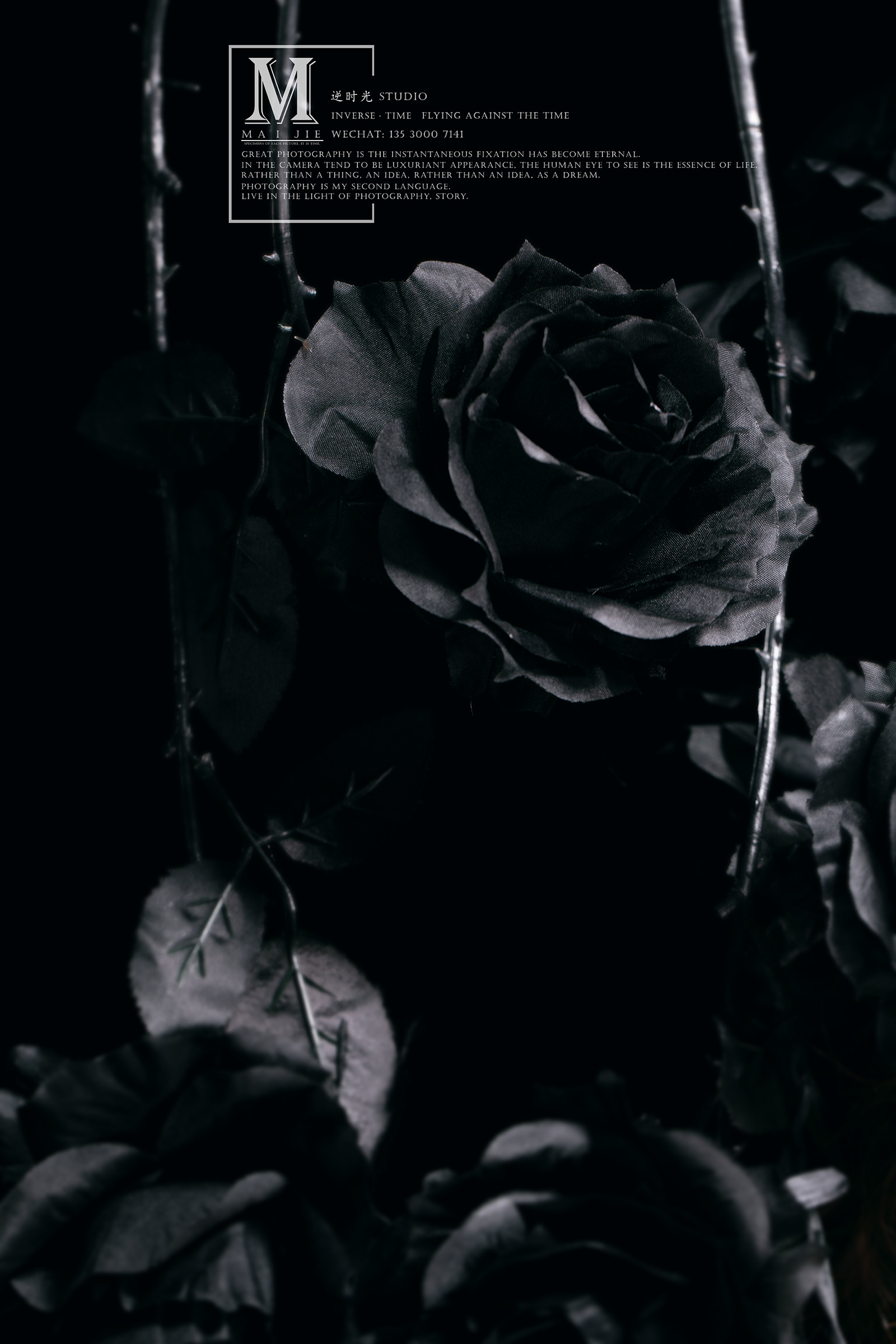 黑玫瑰 