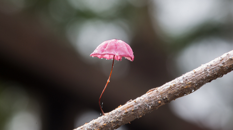 小红伞,一朵粉红色树菌,非常美!|生态|摄影|相聚