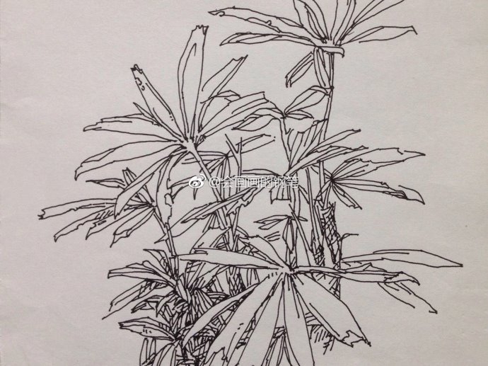 钢笔植物线描