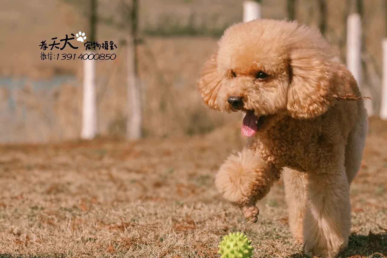 苏州哮天犬宠物摄影