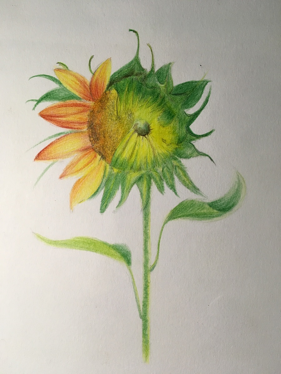 手绘彩铅希望之花|绘画习作|插画|喃七月 - 原创设计作品 - 站酷 (ZCOOL)