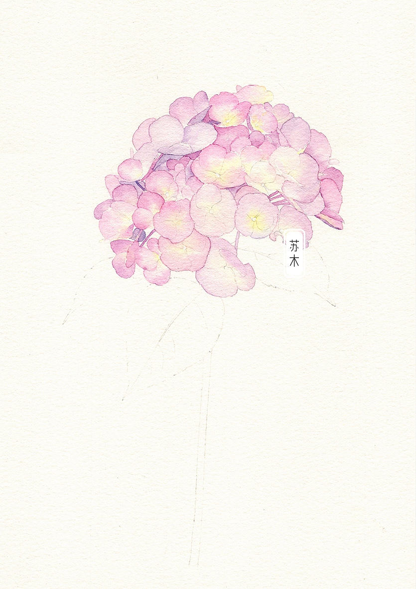 粉色绣球花水彩教程|插画|插画习作|苏木_Summer - 原创作品 - 站酷 (ZCOOL)