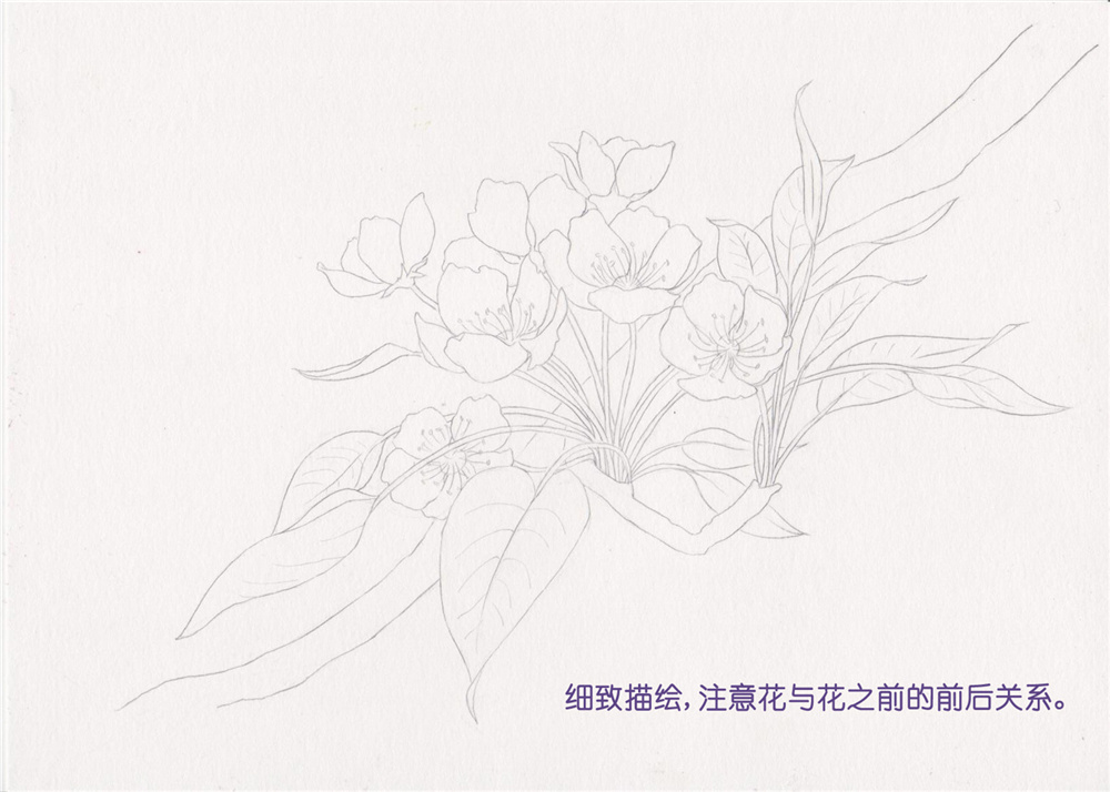 《二十四番花信风》水彩花卉绘画技法——李花篇