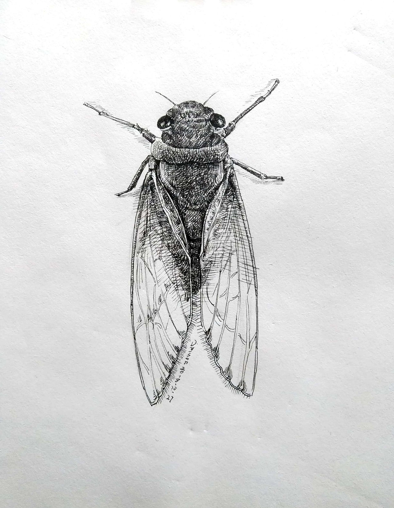 昆虫风景钢笔画