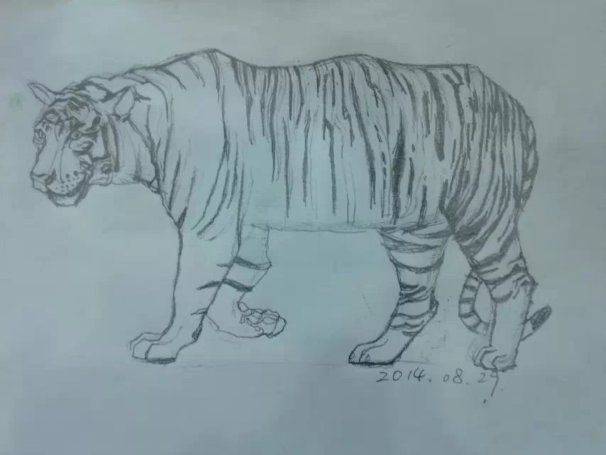 老虎-手绘本