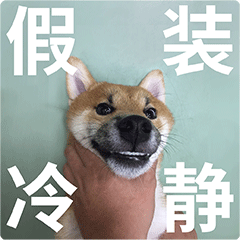 柴犬齐天熊孩子篇表情包