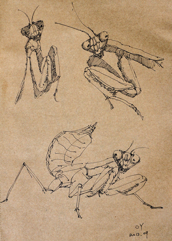 oy手绘:一些螳螂|纯艺术|速写|欧阳鹏杰_oy - 原创