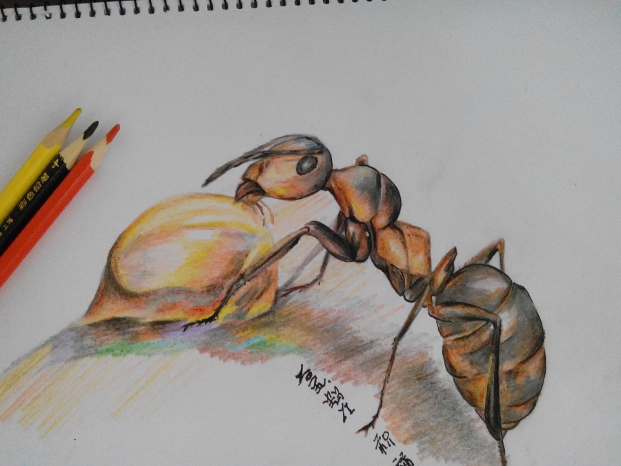 蚂蚁牙黑|绘画习作|插画|白胡子大叔 - 原创设计