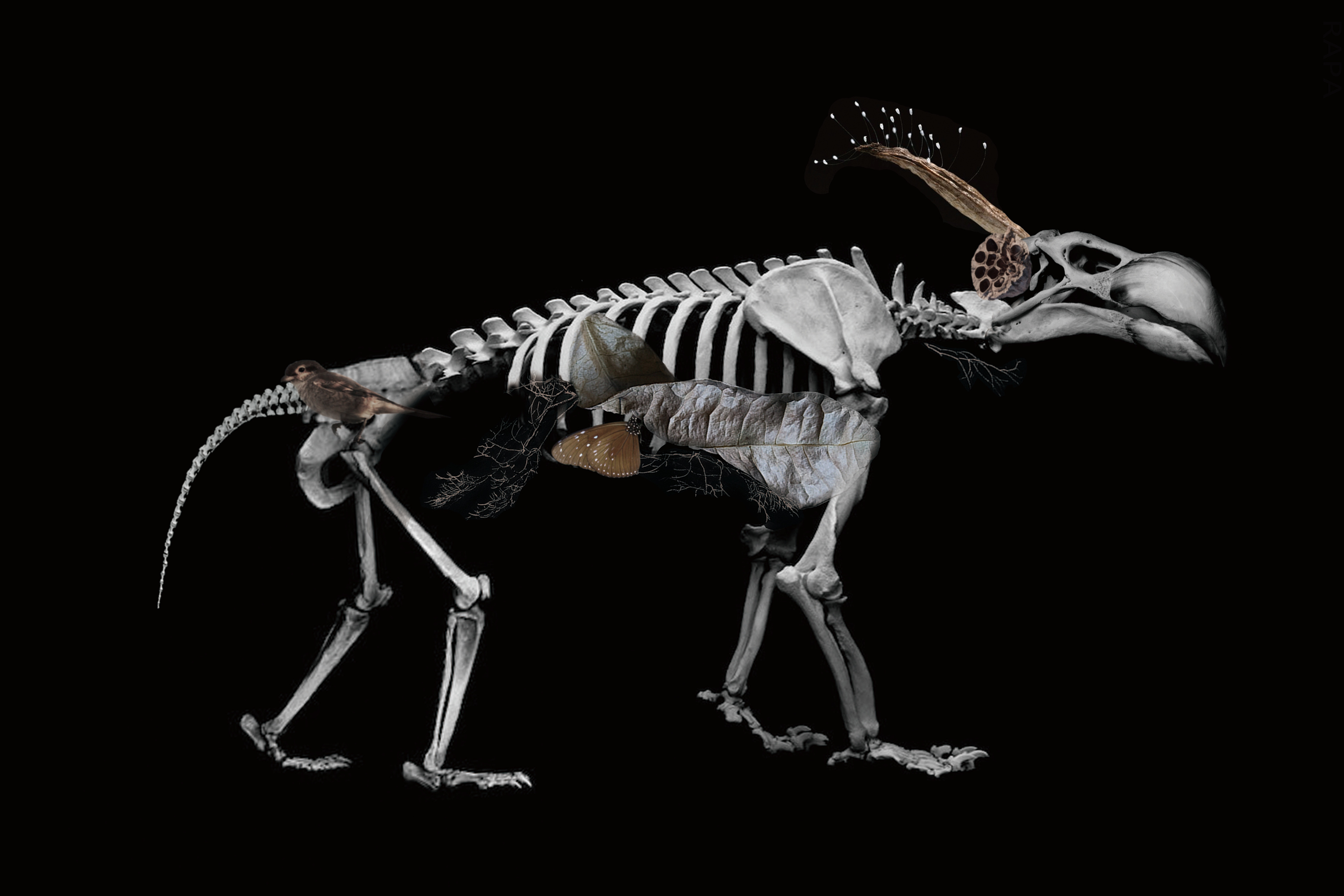 暗黑风丨动物骨骼的拼接|平面|海报|Joyji - 原创作品 - 站酷 (ZCOOL)