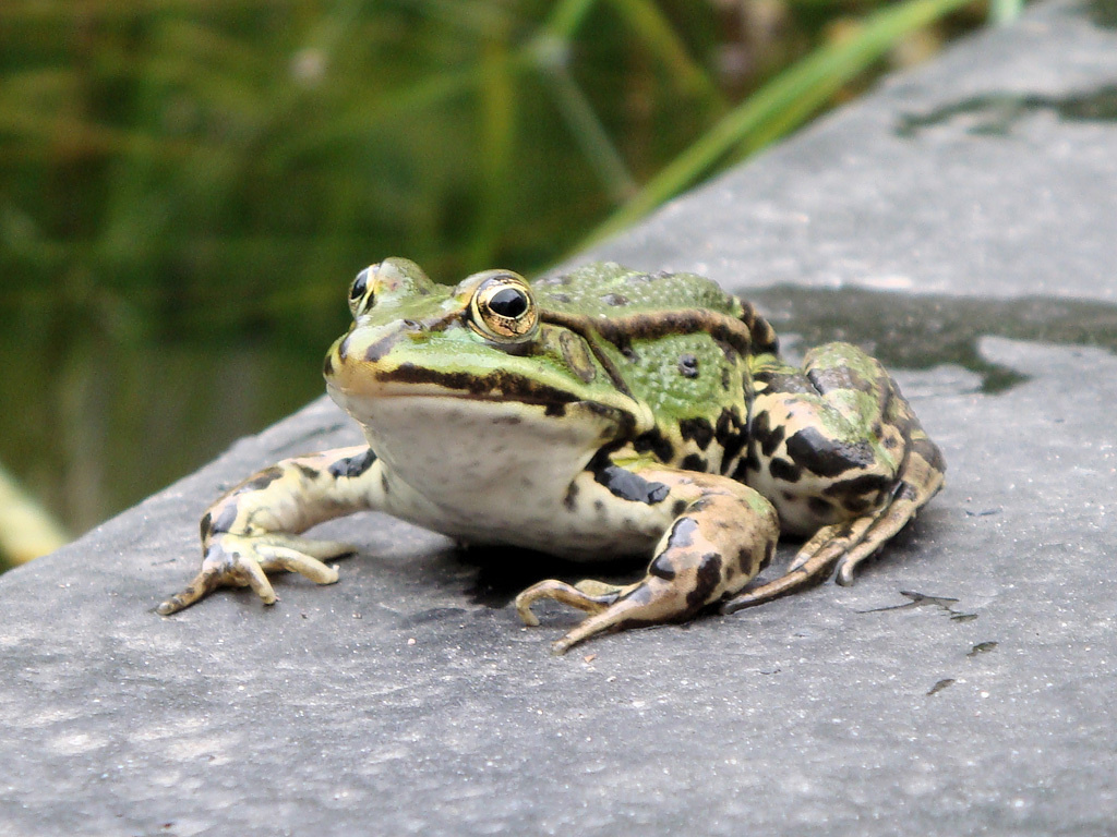 我最新发现一个新的青蛙品种"鳄蛙",请大家点评