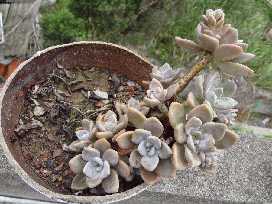 冬美人-多肉植物|静物|摄影|VIP设计 - 原创设计