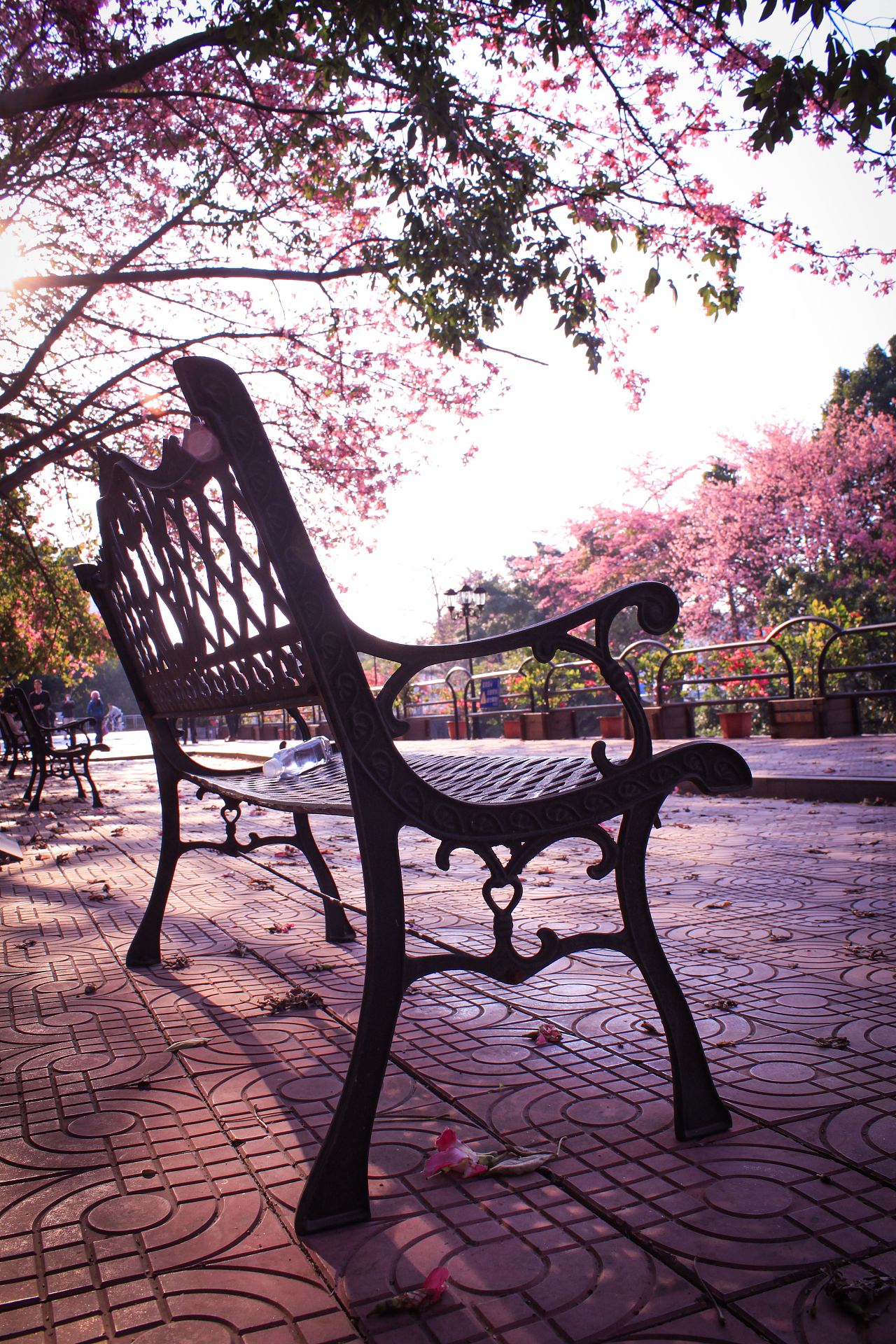 广州大学华软软件学院丝木棉盛开|摄影|风光|紫