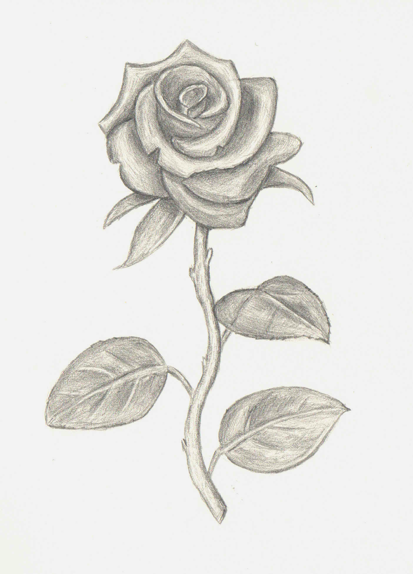 手绘/素描 玫瑰花,狗狗|插画|创作习作|后来的风