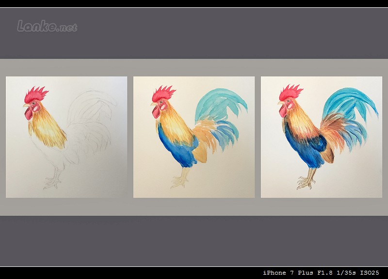 水彩习作·大公鸡|绘画习作|插画|蓝柯 - 原创设