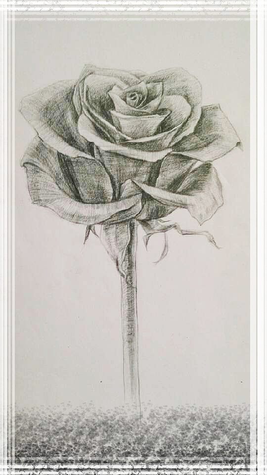 铅笔稿 玫瑰