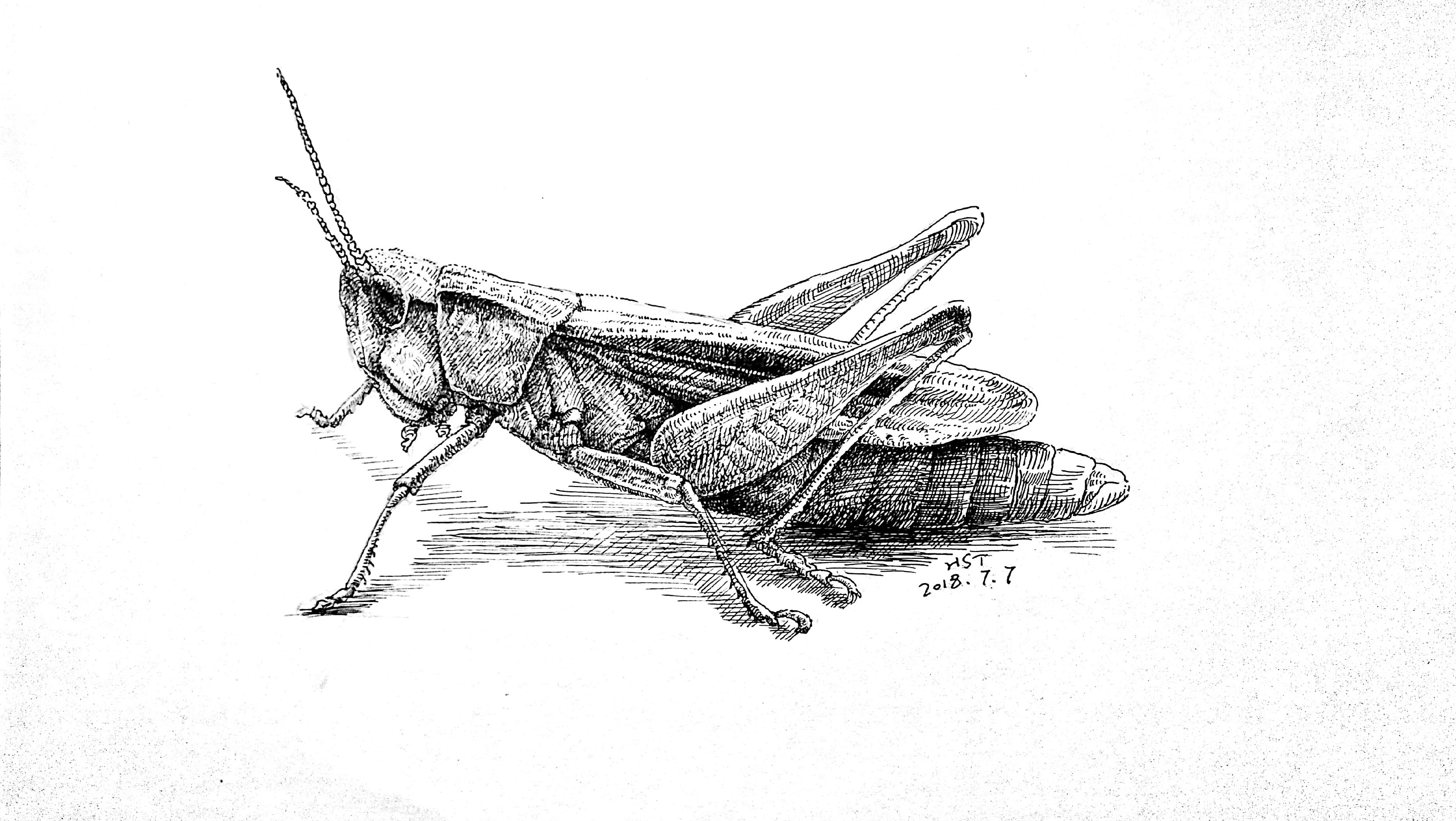 昆虫风景钢笔画