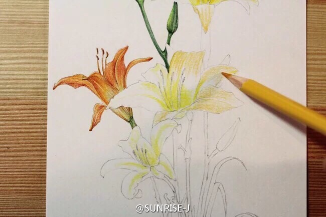 原创彩铅花卉植物|商业插画|插画|SUNRISE805