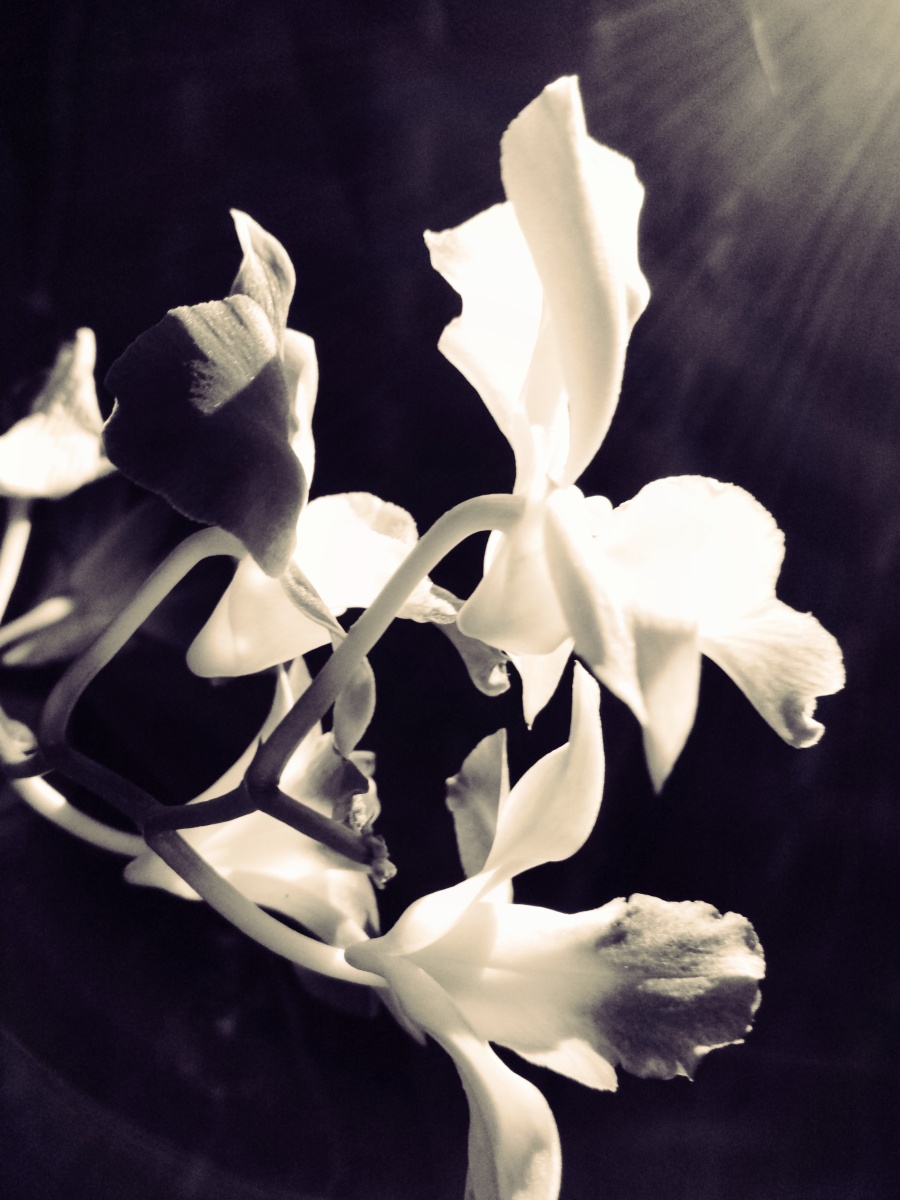 花影|静物|摄影|麟鹤轩 - 原创设计作品 - 站酷 (Z