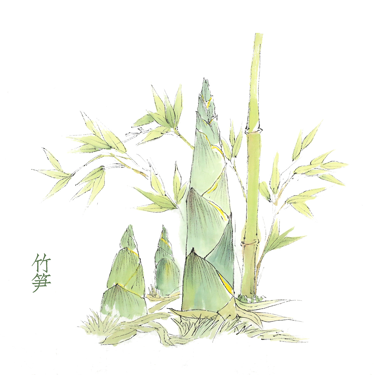 草本植物绘画