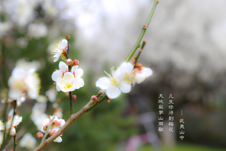 冬日之梅|修图\/后期|摄影|哦卖糕糕 - 原创设计作