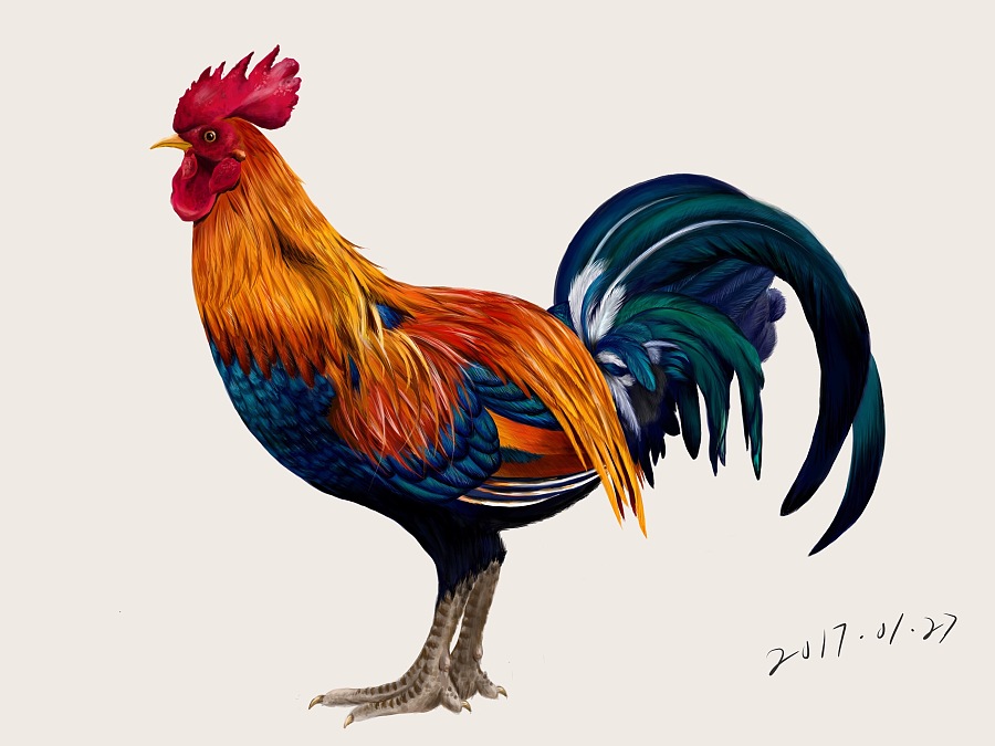 五彩公鸡|绘画习作|插画|泊熙凡 - 原创设计作品