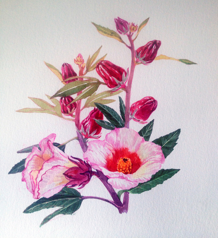 几种植物花卉的水彩画步骤|商业插画|插画|pan