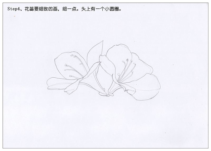 【驴大萌彩铅教程150】手绘杜鹃花 春天的鲜花