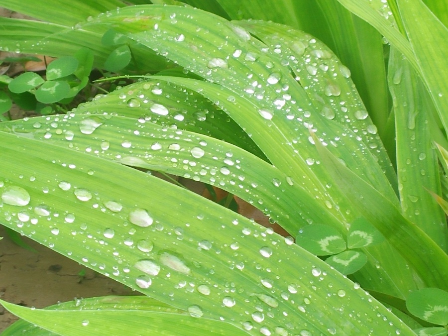 春雨滴滴答答落在叶子上。停在上面,一动不动