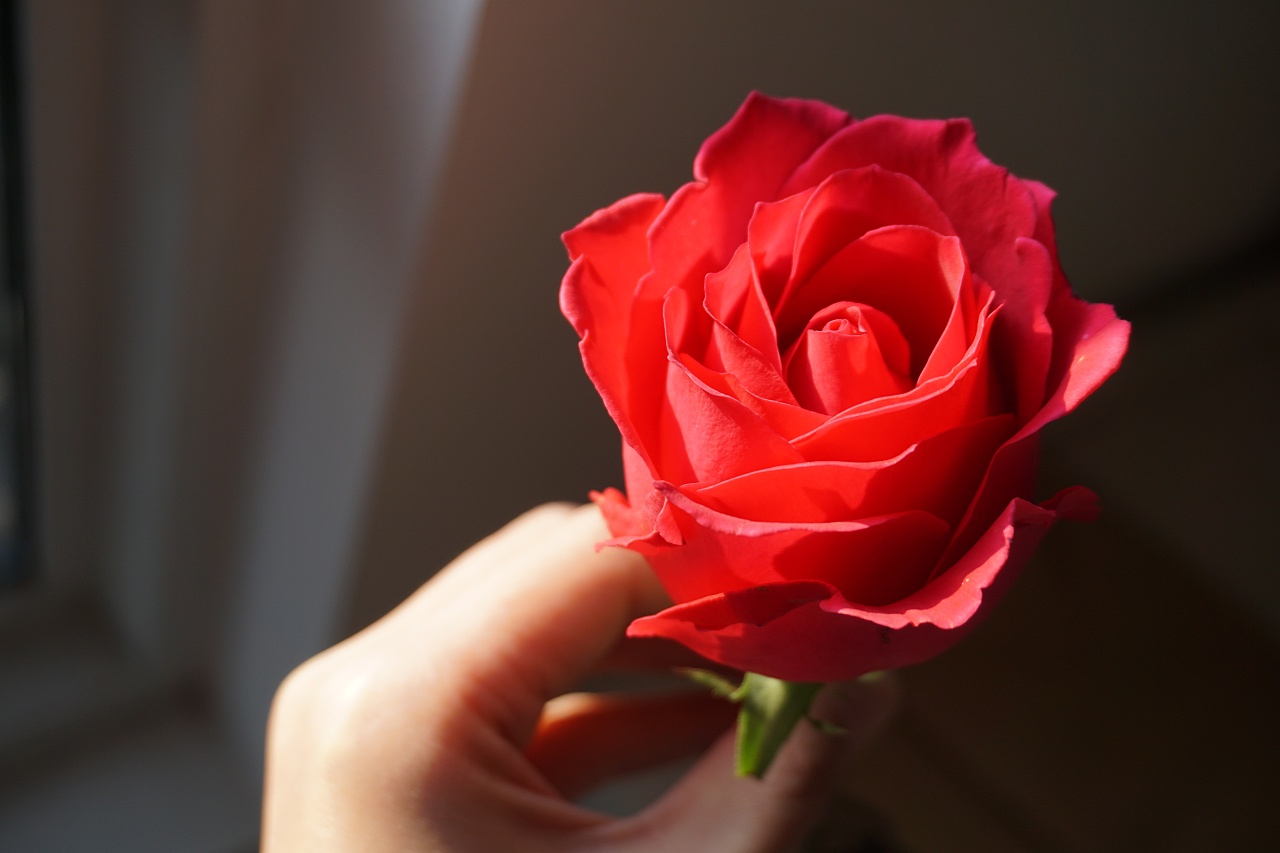 鲜艳的红色玫瑰花高清壁纸大全-壁纸图片大全