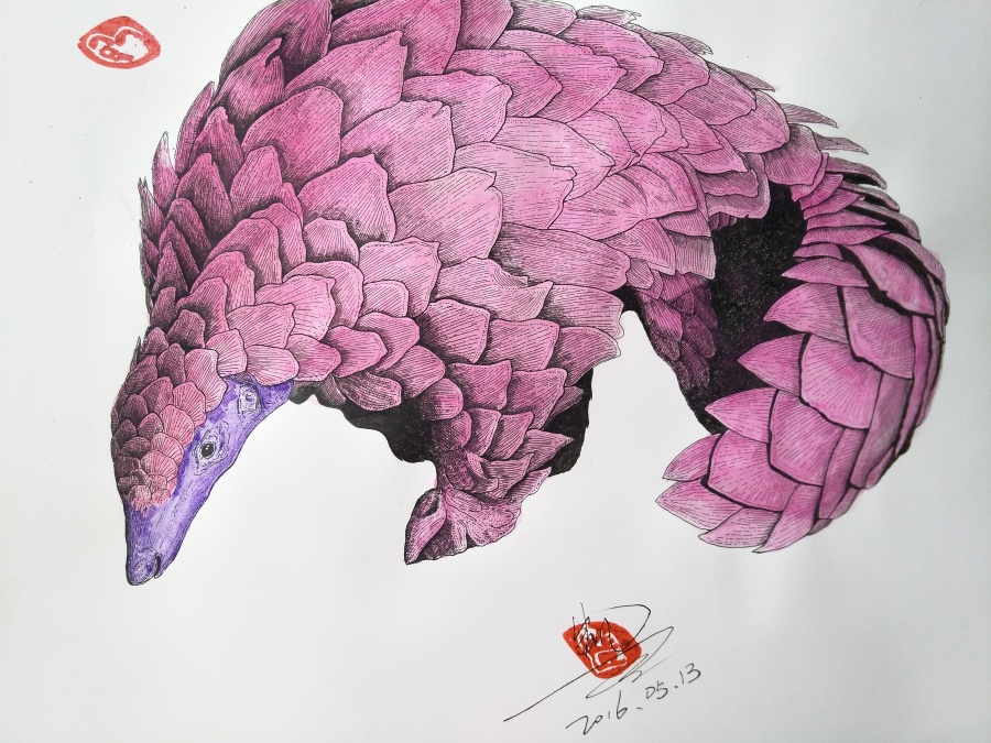 穿山甲|绘画习作|插画|大KAI - 原创设计作品 - 站