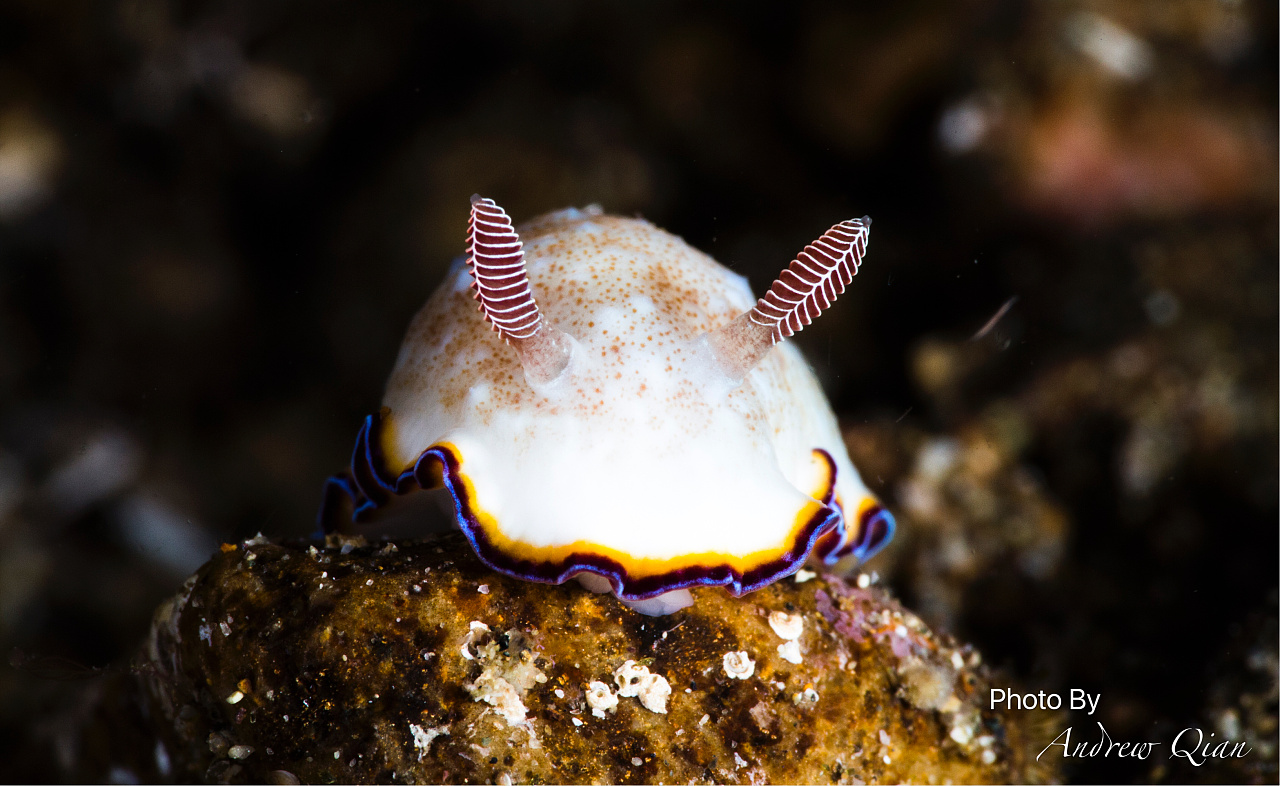 长腿潜叔叔在“海兔之都”阿尼洛的神奇之旅(二)|摄影|微距|长腿潜叔叔_ - 原创作品 - 站酷 (ZCOOL)