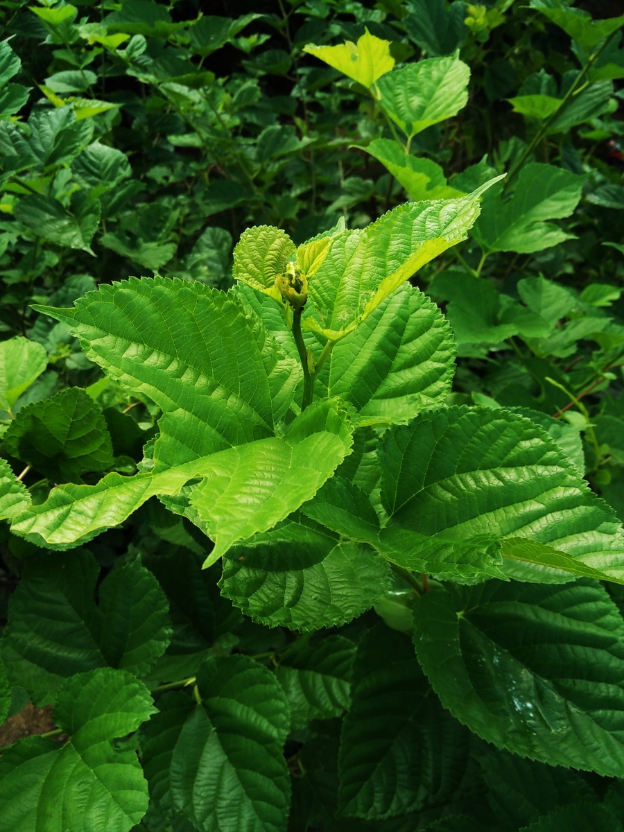 端午随拍|风光|摄影|四次元空间袋 - 原创设计作