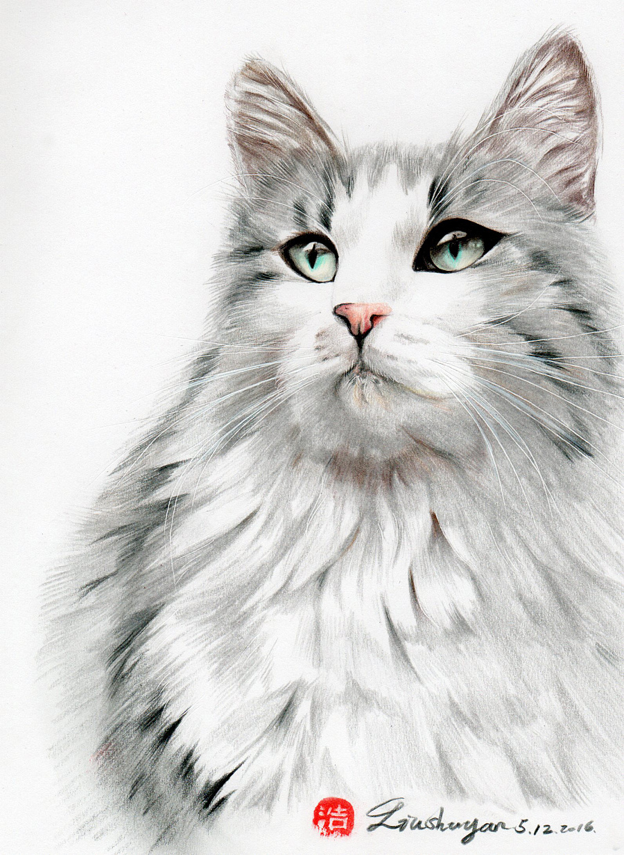 彩铅绘画作品家有萌宠,猫咪定制肖像。|绘画习