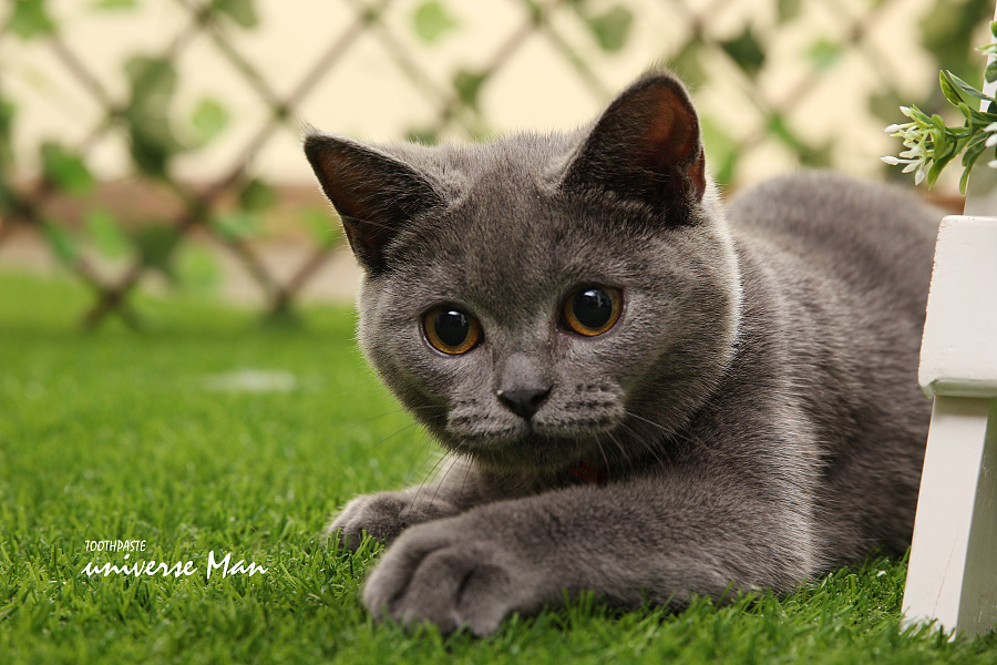 Bastet 蓝猫 宠物 摄影 |宠物\/动物|摄影|宇宙人摄