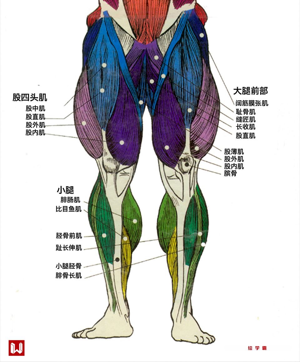 腿部骨骼   腿部的肌肉在不同的方向的分布,注意肌肉穿插关系,请
